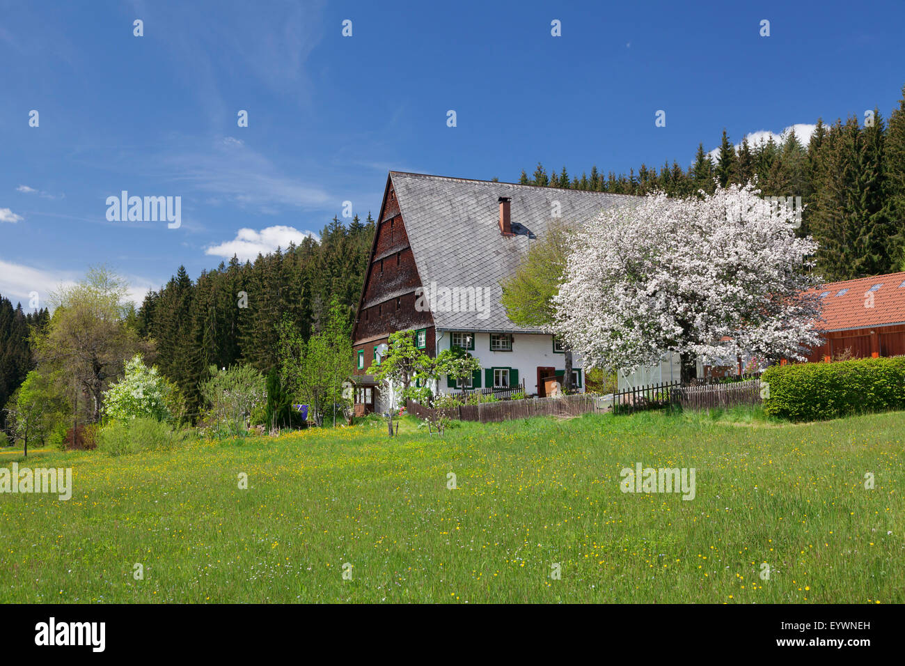 Schwarzwaldhaus im Urachtal-Tal im Frühling, Schwarzwald, Baden-Württemberg, Deutschland, Europa Stockfoto