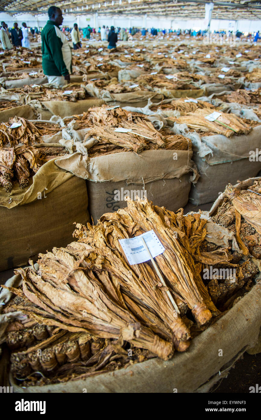 Tabak-Auktion in Lilongwe, Malawi, Afrika Stockfoto