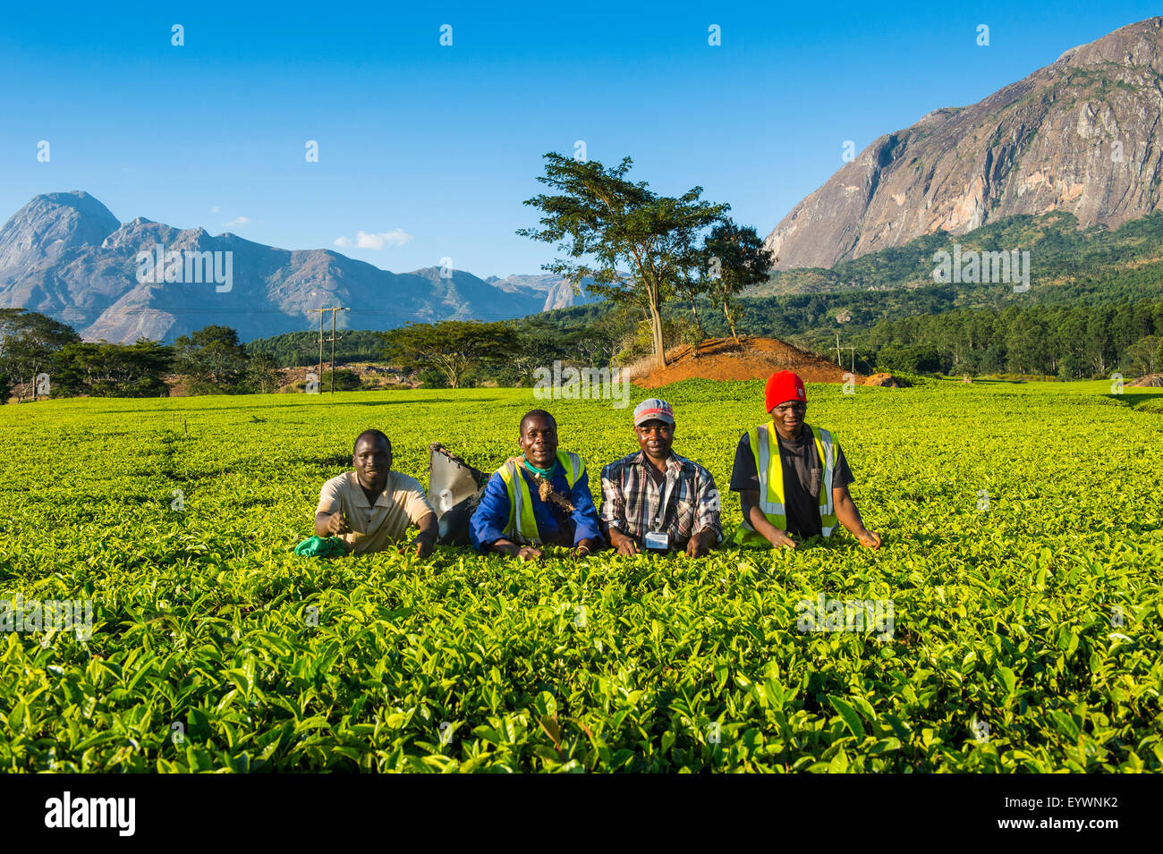 Teepflückerinnen auf einer Teeplantage auf Mount Mulanje, Malawi, Afrika Stockfoto
