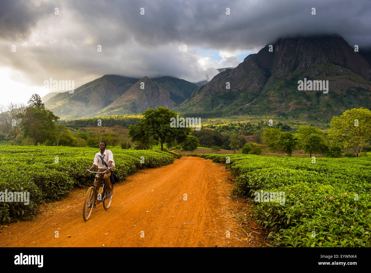 Tee-Picker auf seinem Weg durch eine Teeplantage auf Mount Mulanje, Malawi, Afrika Stockfoto