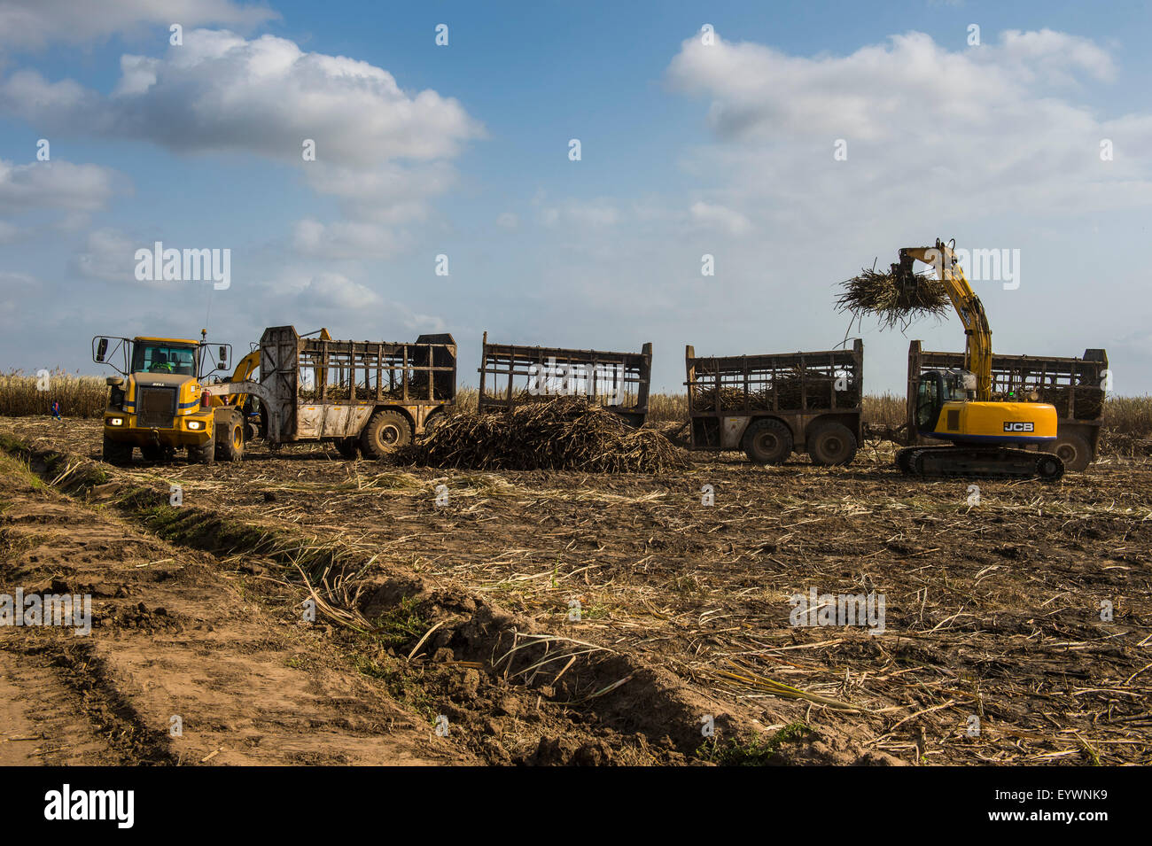 Riesige Zuckerrohr LKW am Zucker Felder, Malawi, Afrika Stockfoto