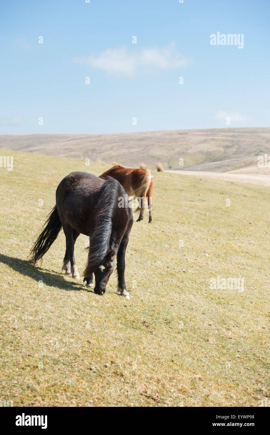 Welsh Mountain Pony (Welsh Pony) und Cob (Equus Ferus Caballus), Wales, Vereinigtes Königreich, Europa Stockfoto