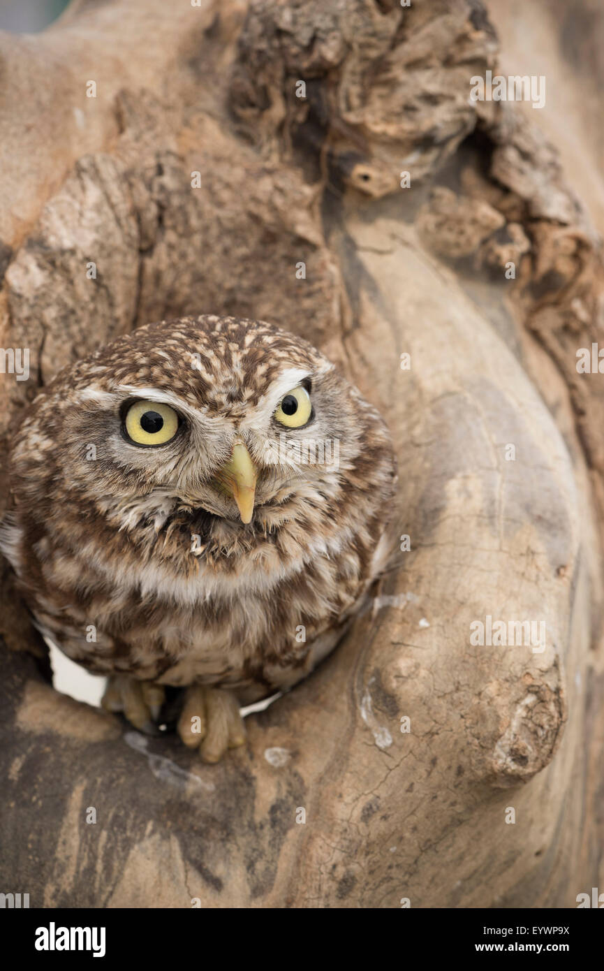 Steinkauz (Athene Noctua), Devon, England, Vereinigtes Königreich, Europa Stockfoto