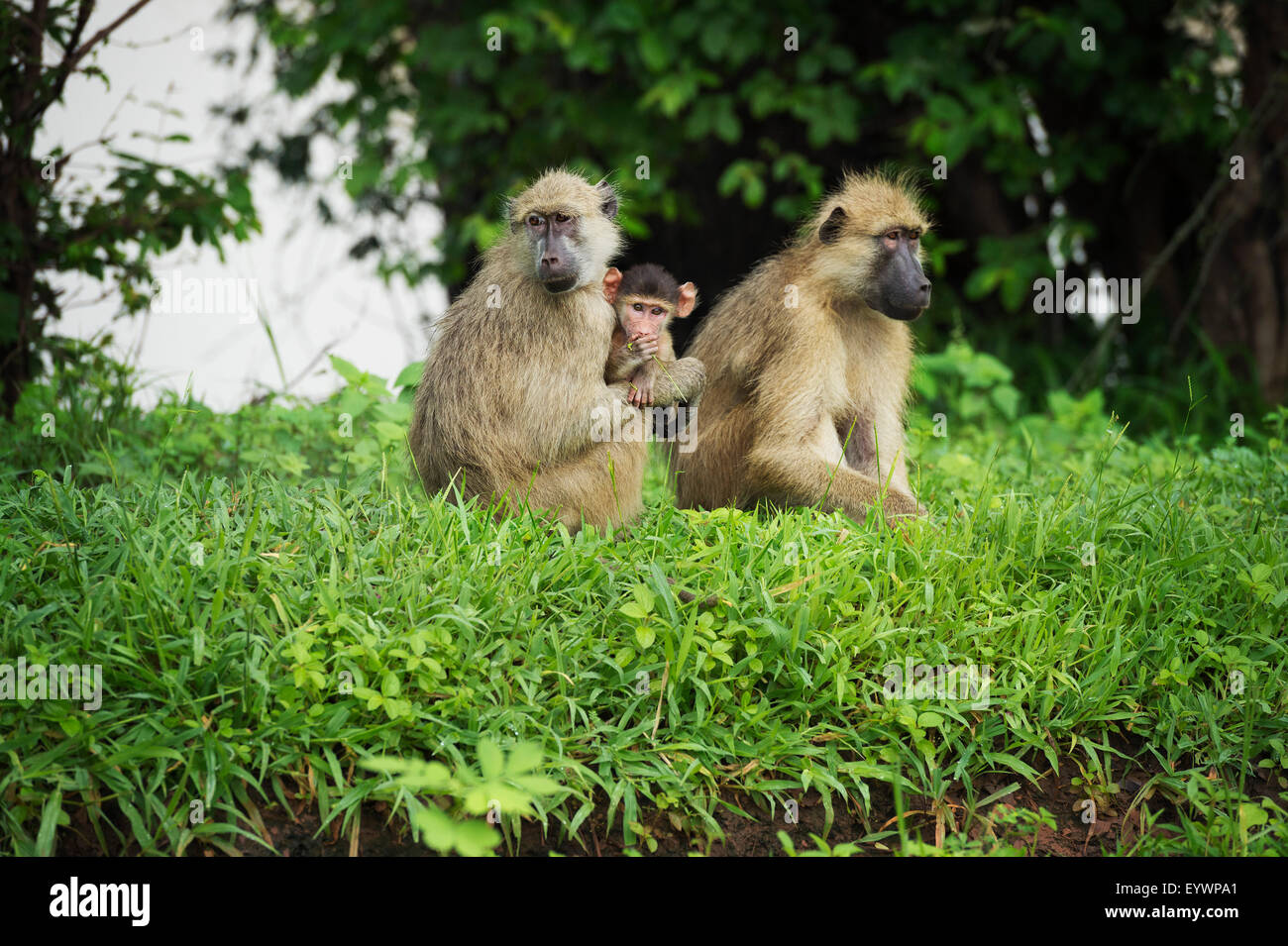 Mutter und Baby Gelbe Pavian (Papio Cynocephalus), South Luangwa-Nationalpark, Sambia, Afrika Stockfoto