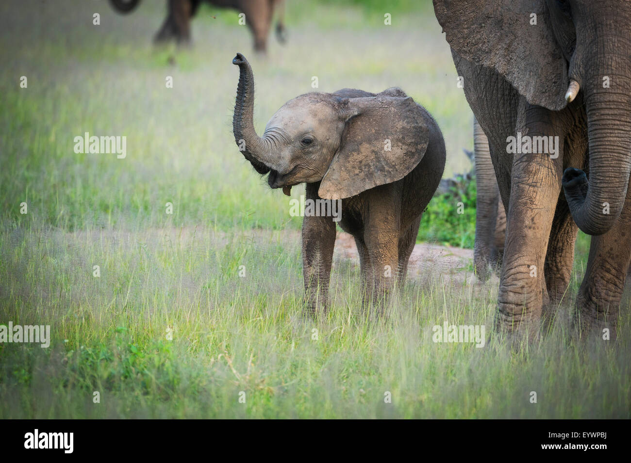 Afrikanischer Elefant (Loxodonta) Mutter und Kalb, South Luangwa Nationalpark, Sambia, Afrika Stockfoto