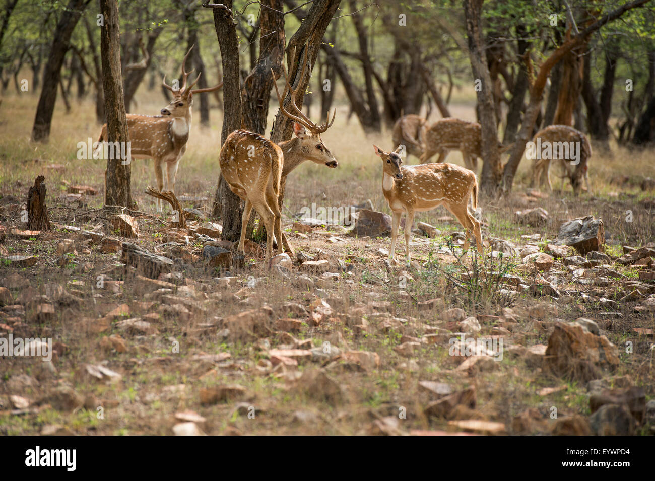 Hirsch (Cheetal) (chital Rotwild) entdeckt (Axishirsche) (Achse-Achse), Ranthambhore, Rajasthan, Indien, Asien Stockfoto