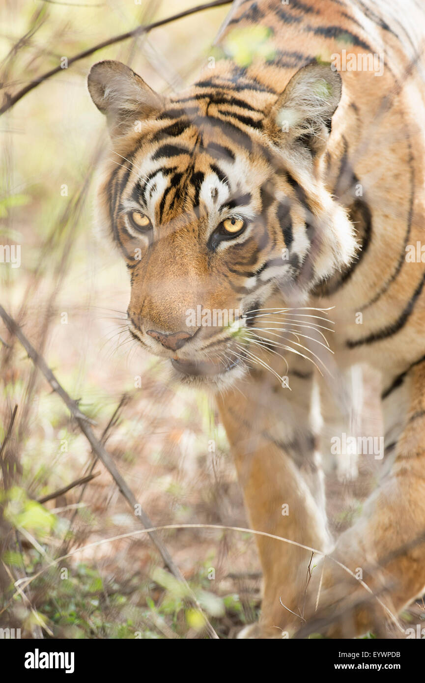 Krishna, T19, Royal Bengal Tiger (Tigris Tigris), Ranthambhore, Rajasthan, Indien, Asien Stockfoto