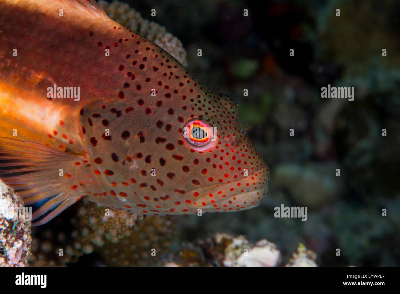 Sommersprossiges Hawkfish ein Riff-Fischen ernährt sich von kleinen Fischen und Garnelen, Matangi Island, Vanua Levu, Fidschi-Inseln, Pazifik Stockfoto