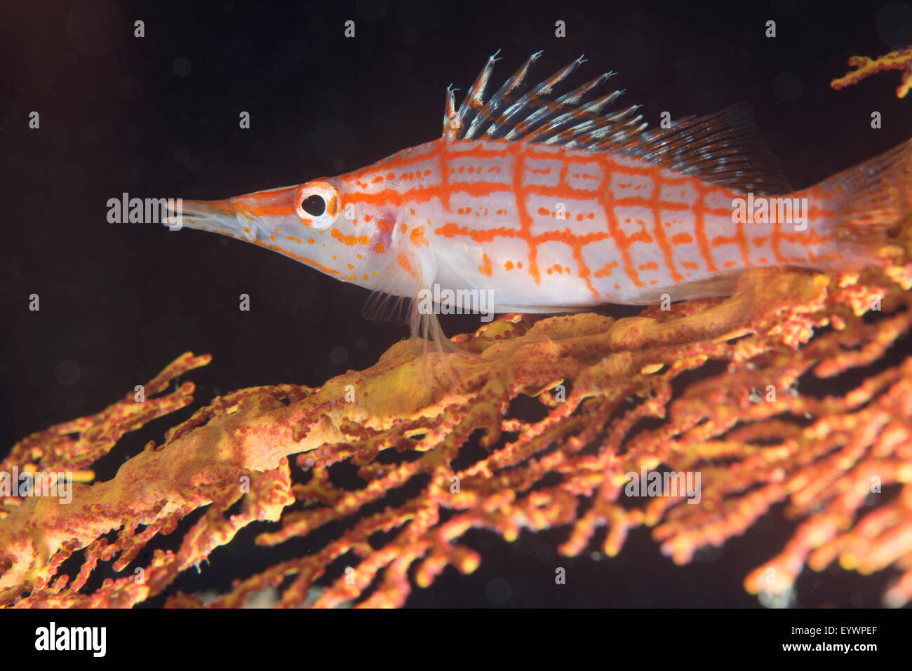 Longnose Hawkfish (Oxycirrhites Typus) auf Gorgonien (Subergorgia Mollis), Matangi Island, Vanua Levu, Fidschi Stockfoto