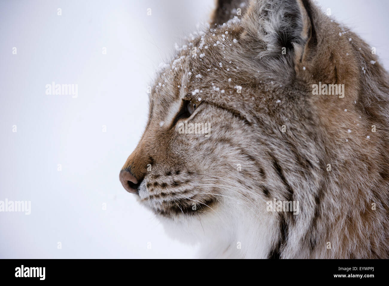 Europäische Luchs (Lynx Lynx), Polar Park, Troms, Norwegen, Skandinavien, Europa Stockfoto