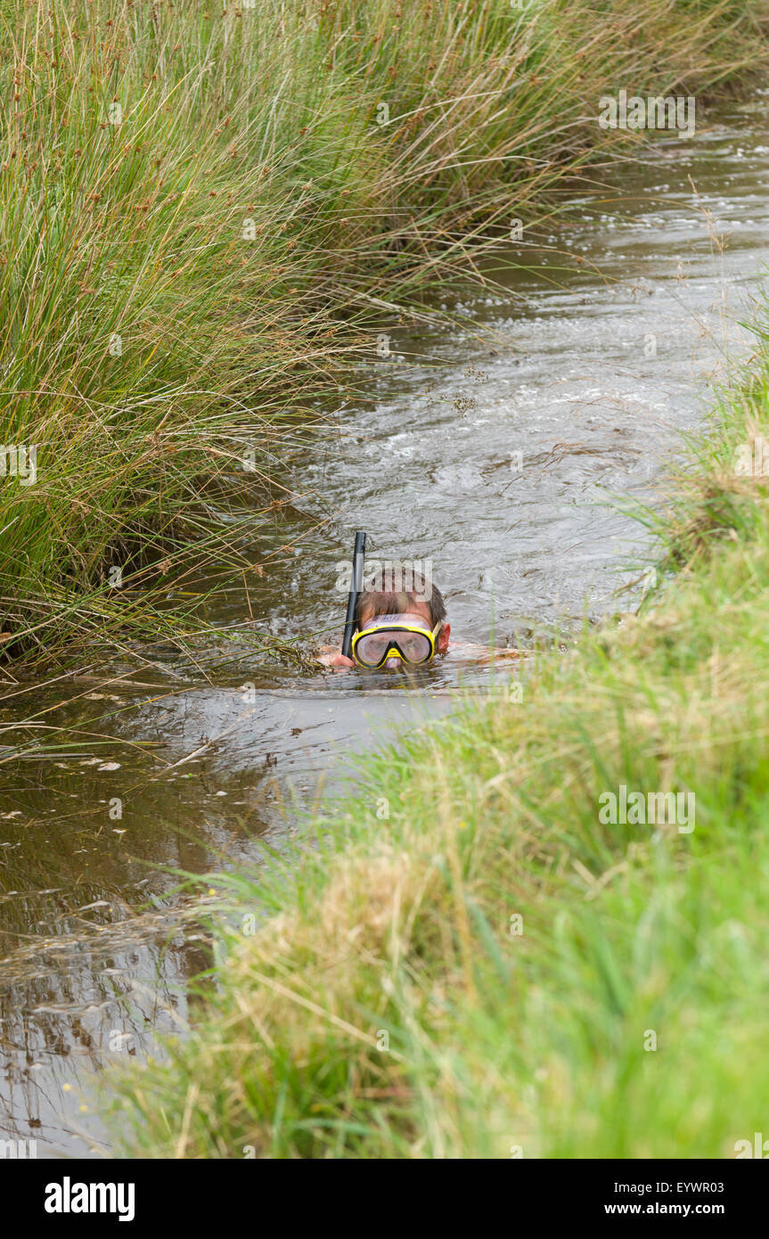 Bogsnorkelling-Weltmeisterschaften, statt auf Wän Rhydd Bog in den Cambrian Mountains, Powys, Wales, UK Stockfoto