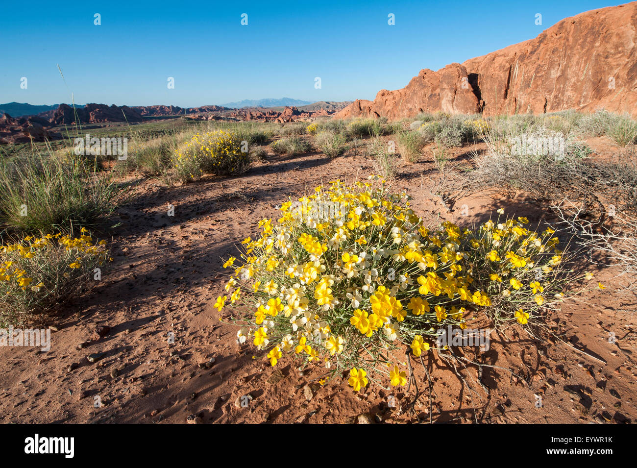 Valley of Fire State Park außerhalb von Las Vegas, Nevada, Vereinigte Staaten von Amerika, Nordamerika Stockfoto