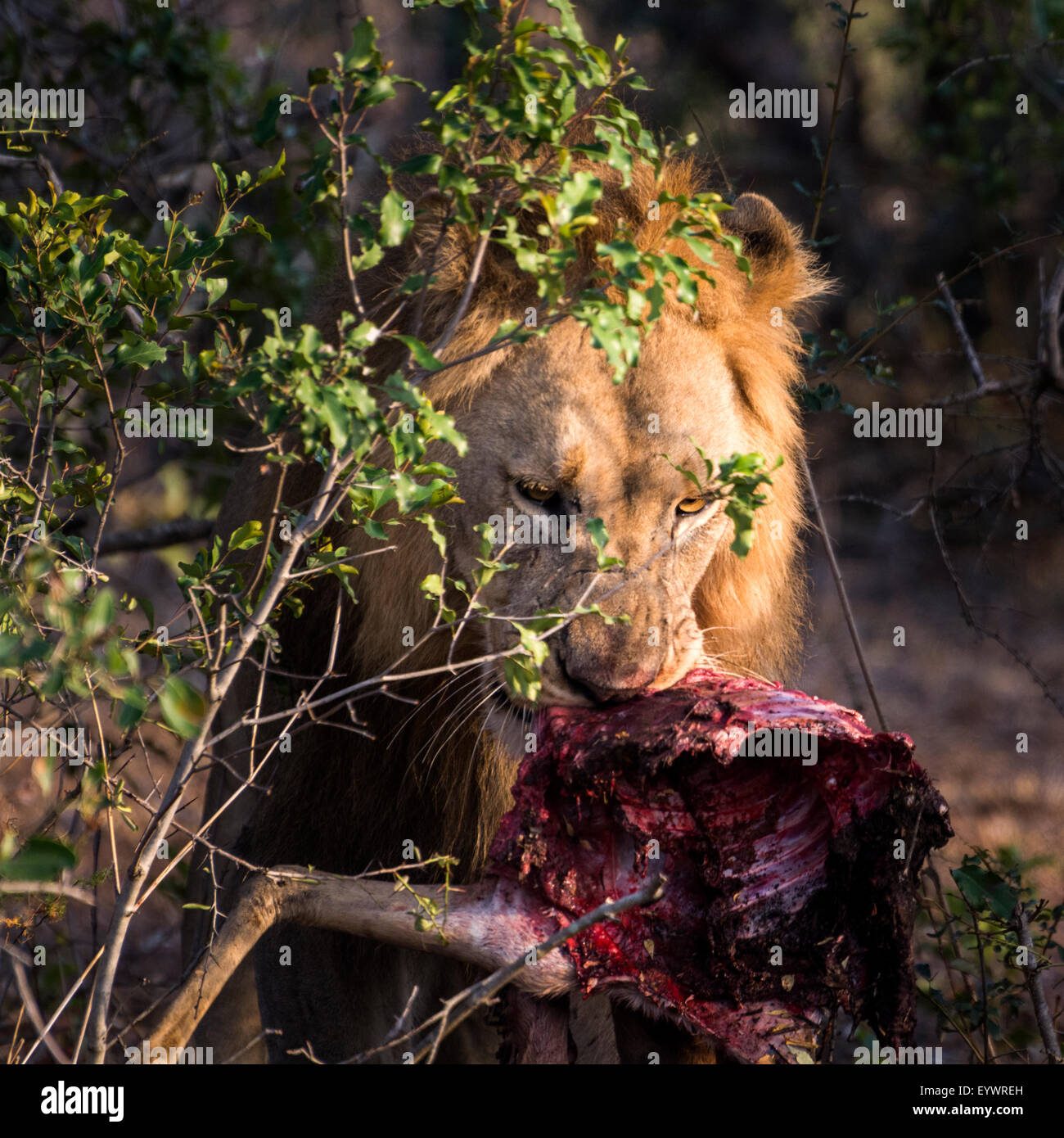 Männlichen afrikanischen Löwen mit frischen Nyala Kadaver in einem Wildreservat in KwaZulu Natal, Südafrika Stockfoto