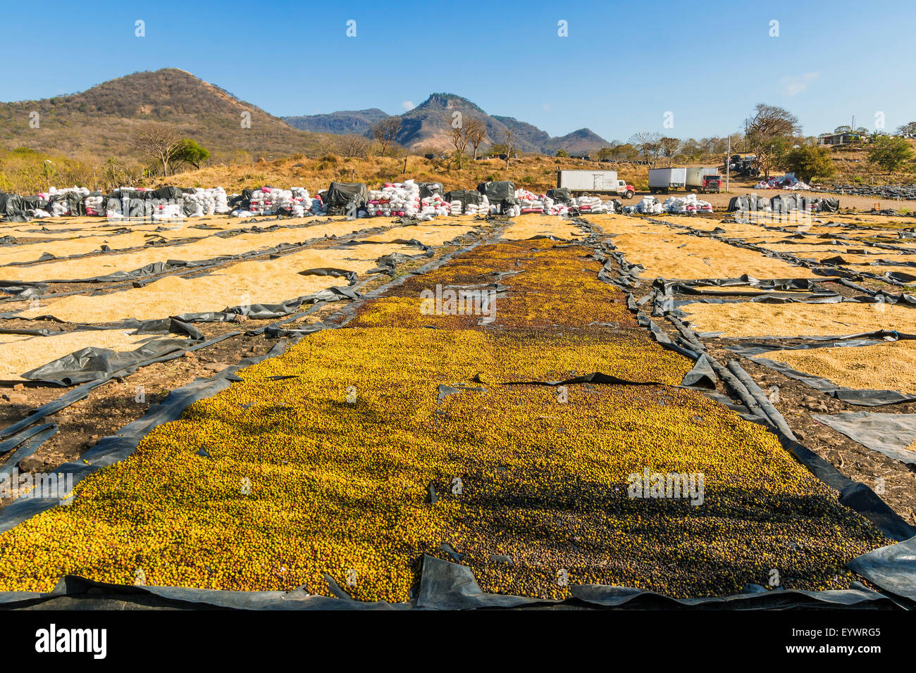 Kaffee Bohnen trocknen in der Sonne in wichtigen Anbaugebiet rund um diese nördliche Stadt, Matagalpa, Nicaragua, Mittelamerika Stockfoto