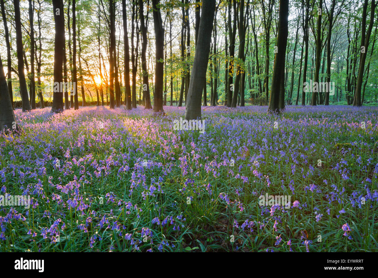 Bluebell Holz, Stow-on-the-Wold, Cotswolds, Gloucestershire, England, Vereinigtes Königreich, Europa Stockfoto