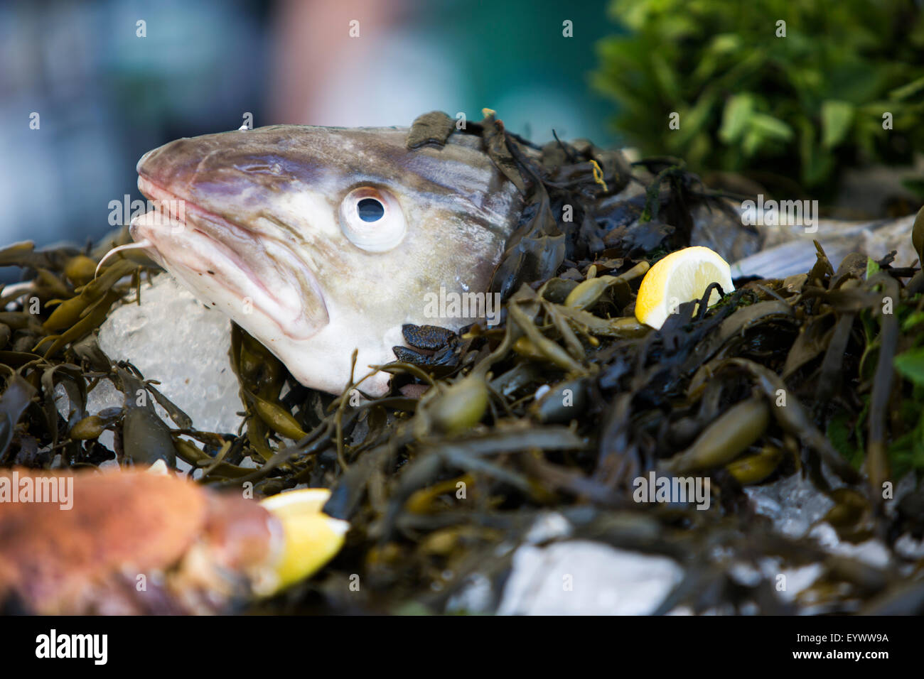 Detail von der Platte mit Meeresfrüchten.  Kabeljau in Algen. Stockfoto