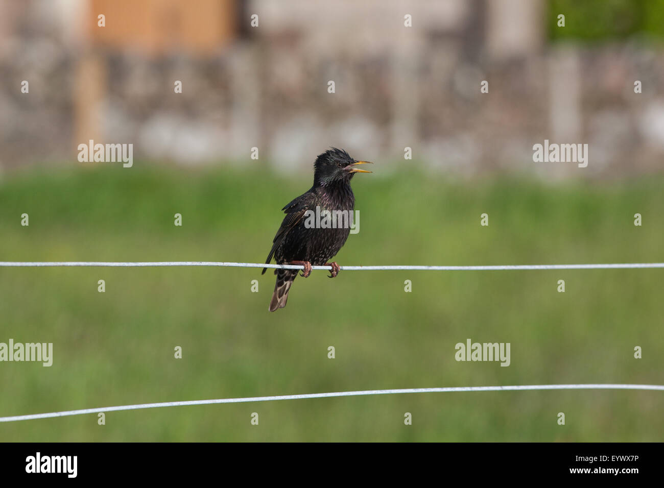 Starling (Sternus Vulgaris).  Auf Französisch "Etourneau Sanssonnet"; "Sansonnet", aus dem französischen übersetzt; Was bedeutet "ohne Titel". Stockfoto