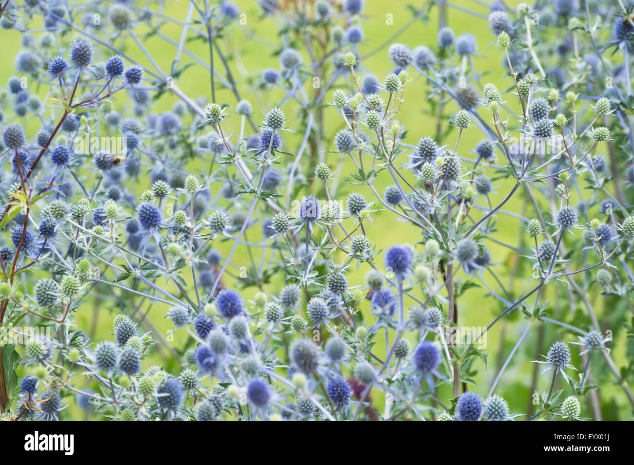 Eryngium X tripartitum. Dreigliedrigen Eryngo / Meer Holly Stockfoto