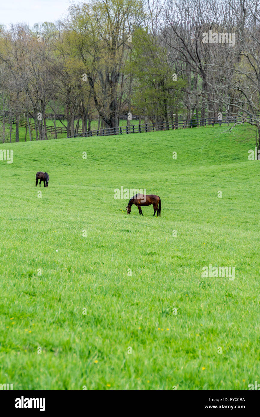 Vollblut-Pferde auf einer Pferdefarm in der Bluegrass-Region von Kentucky USA Stockfoto