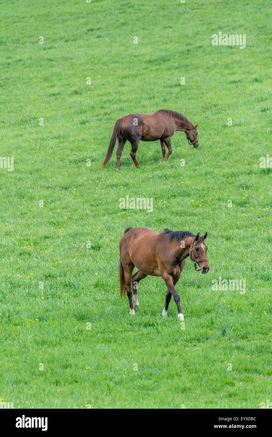Vollblut-Pferde auf einer Pferdefarm in der Bluegrass-Region von Kentucky USA Stockfoto