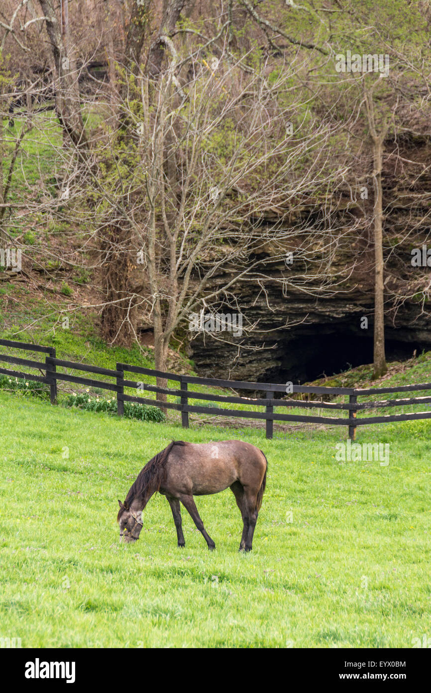 Vollblut Pferd vor einer großen Höhleneingang auf einer Pferdefarm in der Bluegrass-Region von Kentucky USA Stockfoto