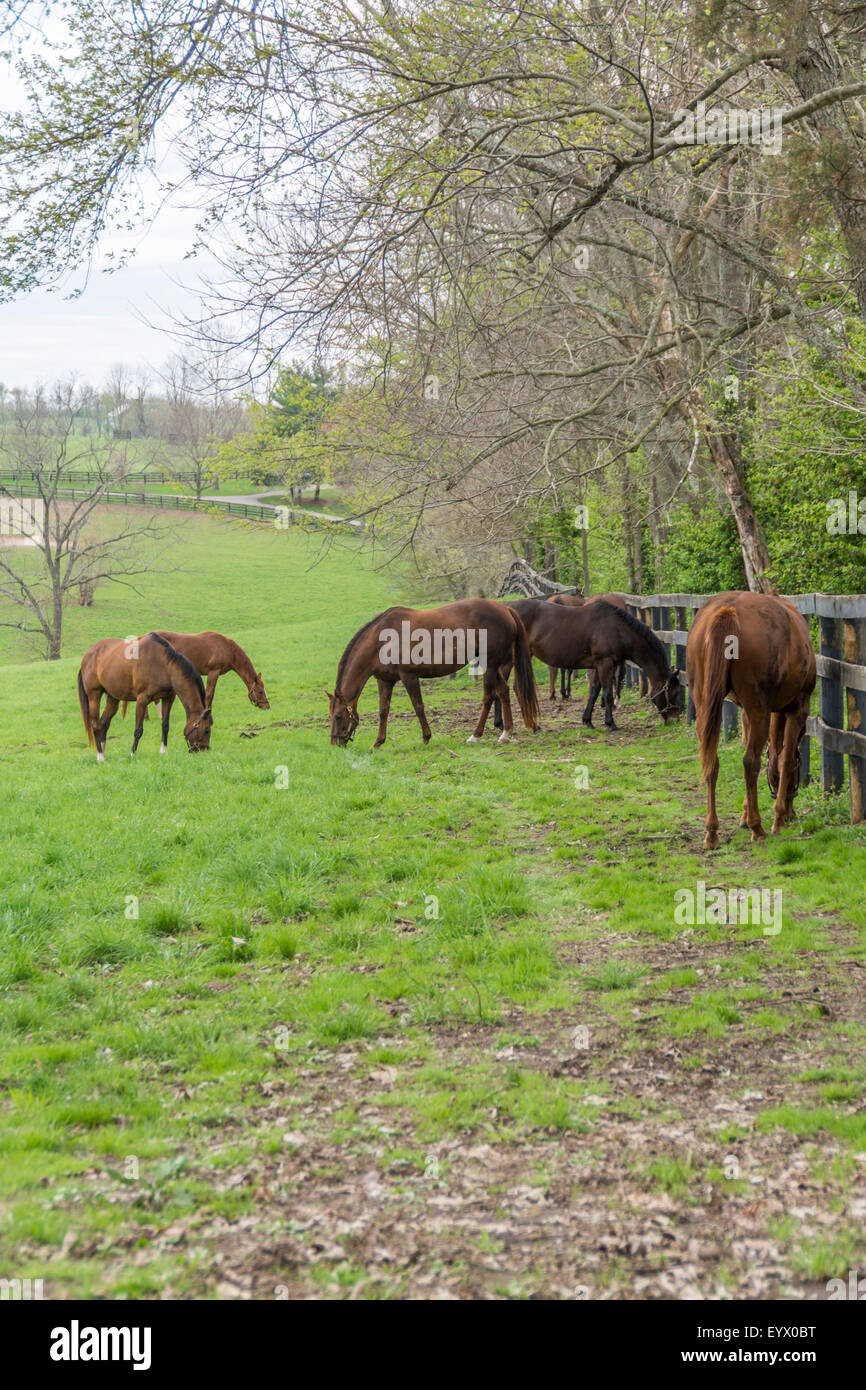 Vollblut-Pferde auf einer Pferdefarm in der Bluegrass-Region von Kentucky USA Stockfoto