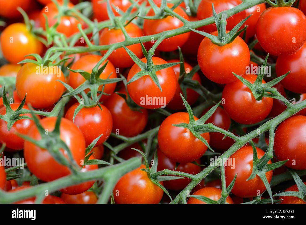 Britische Tomaten angebaut in riesigen Gewächshäusern in Worcestershire-Landschaft. Stockfoto