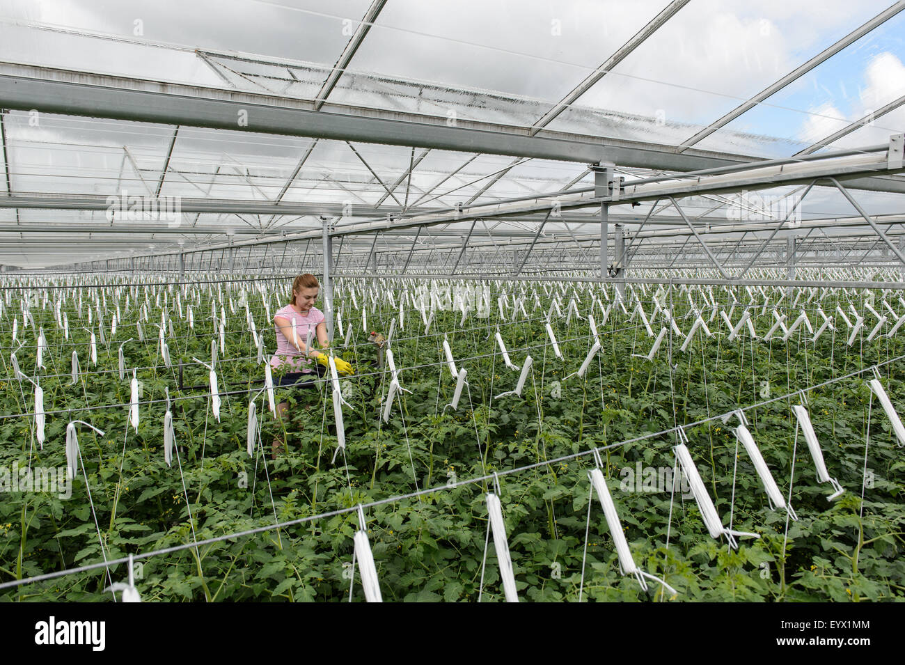 Britische Tomaten in riesigen Gewächshäusern in die Landschaft von Worcestershire gewachsen. Die Tomaten werden mit den saisonalen Arbeitsmigranten abgeholt tendenziell Stockfoto