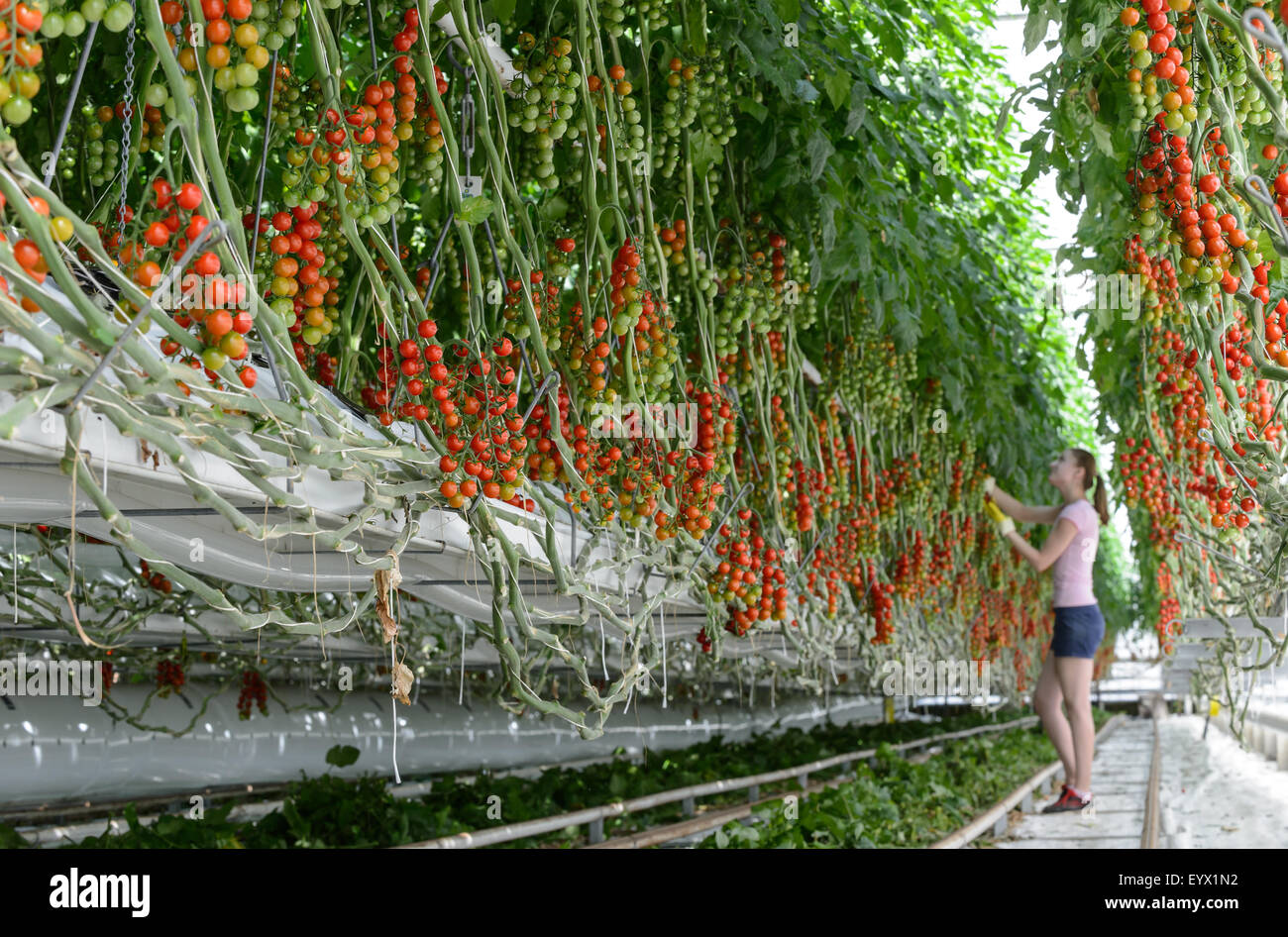 Britische Tomaten in riesigen Gewächshäusern in die Landschaft von Worcestershire gewachsen. Die Tomaten werden mit den saisonalen Arbeitsmigranten abgeholt tendenziell Stockfoto