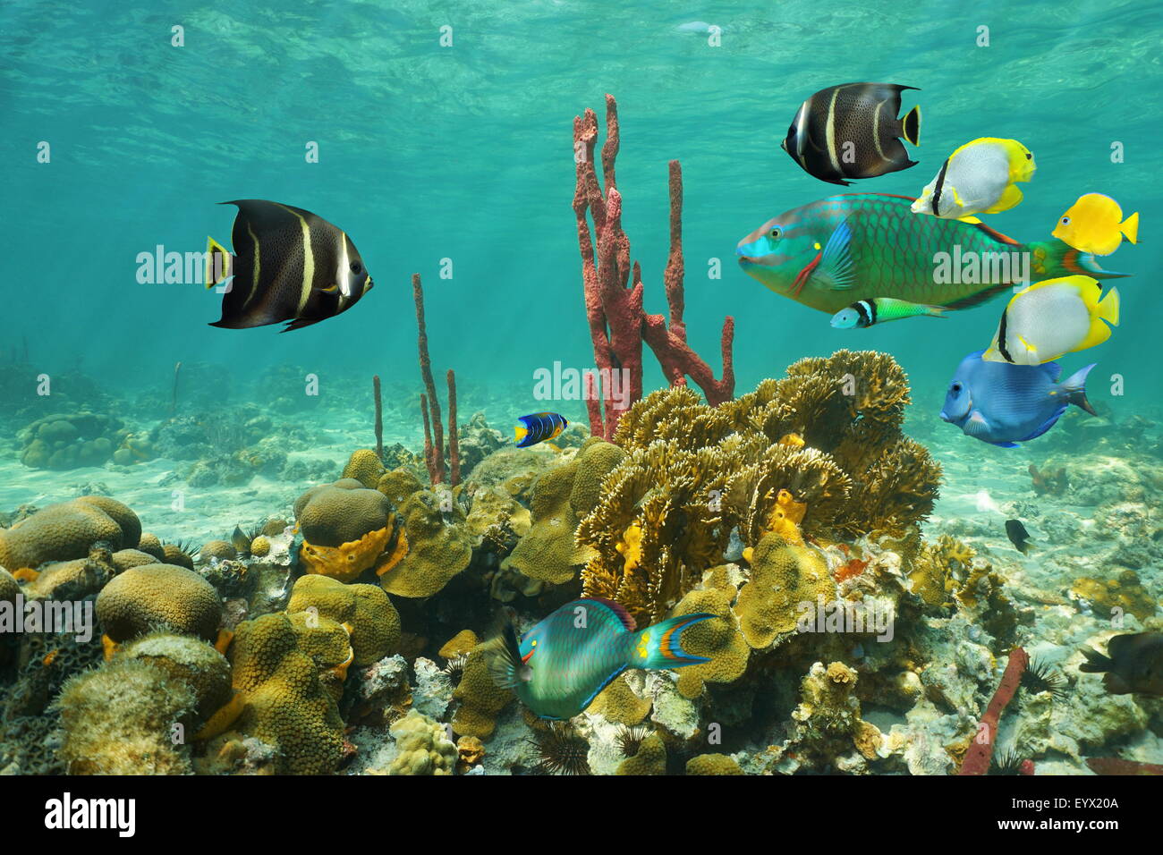 Korallen und bunten tropischen Fischen unter Wasser auf einem flachen Meeresboden des karibischen Meeres Stockfoto