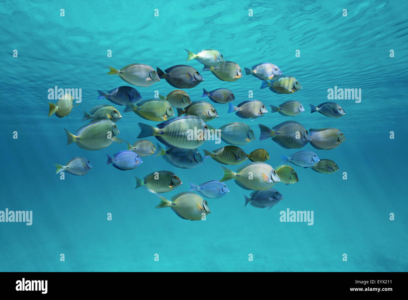 Tropische Fische Schule (Doctorfish und Doktorfisch) unter Wellen der Wasseroberfläche im Ozean Stockfoto