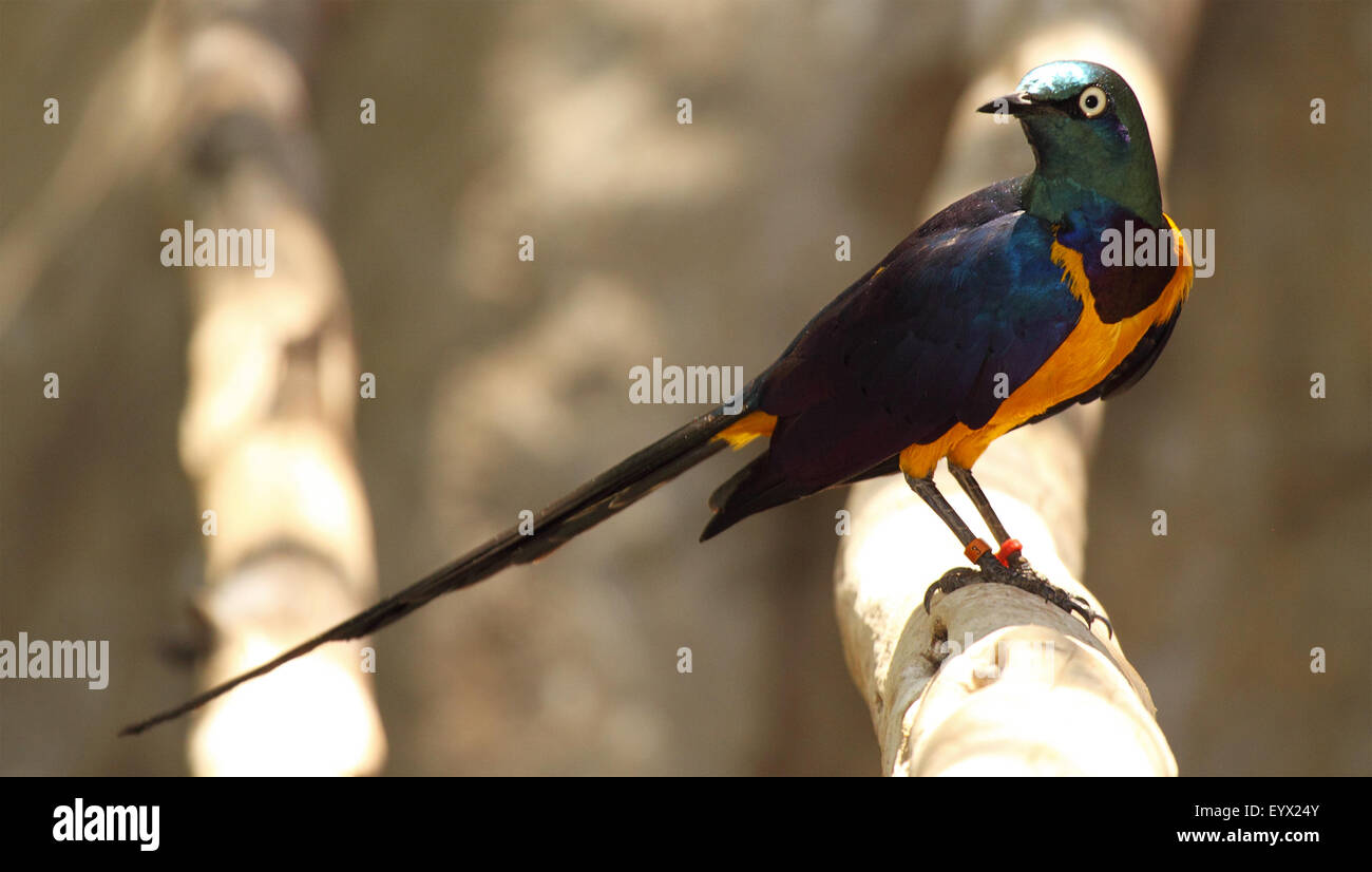 Ein Golden-breasted Starling zeigt seine Longtail. Stockfoto