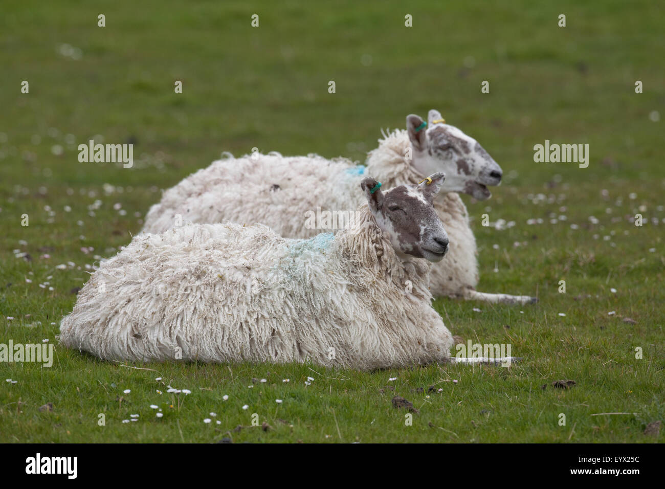Schaf. Zwei Kreuz gezüchteten Schafe liegen und 'kauen das Wiederkäuen'. Mai. Iona. Schottland. Stockfoto