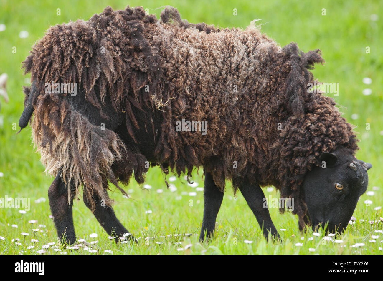 Schwarze Schafe (Ovis Aries). Domestizierte Sorte. Wolle wird vergossen oder gehäutet natürlich geschoren werden, von den Hirten Stockfoto