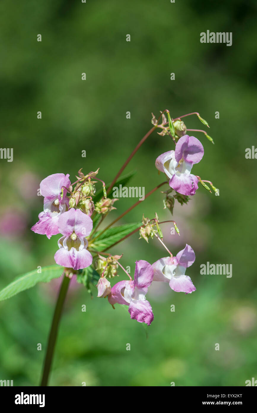 Drüsige Springkraut: Impatiens Glanduilifera. Fluss Mole, Surrey, England Stockfoto