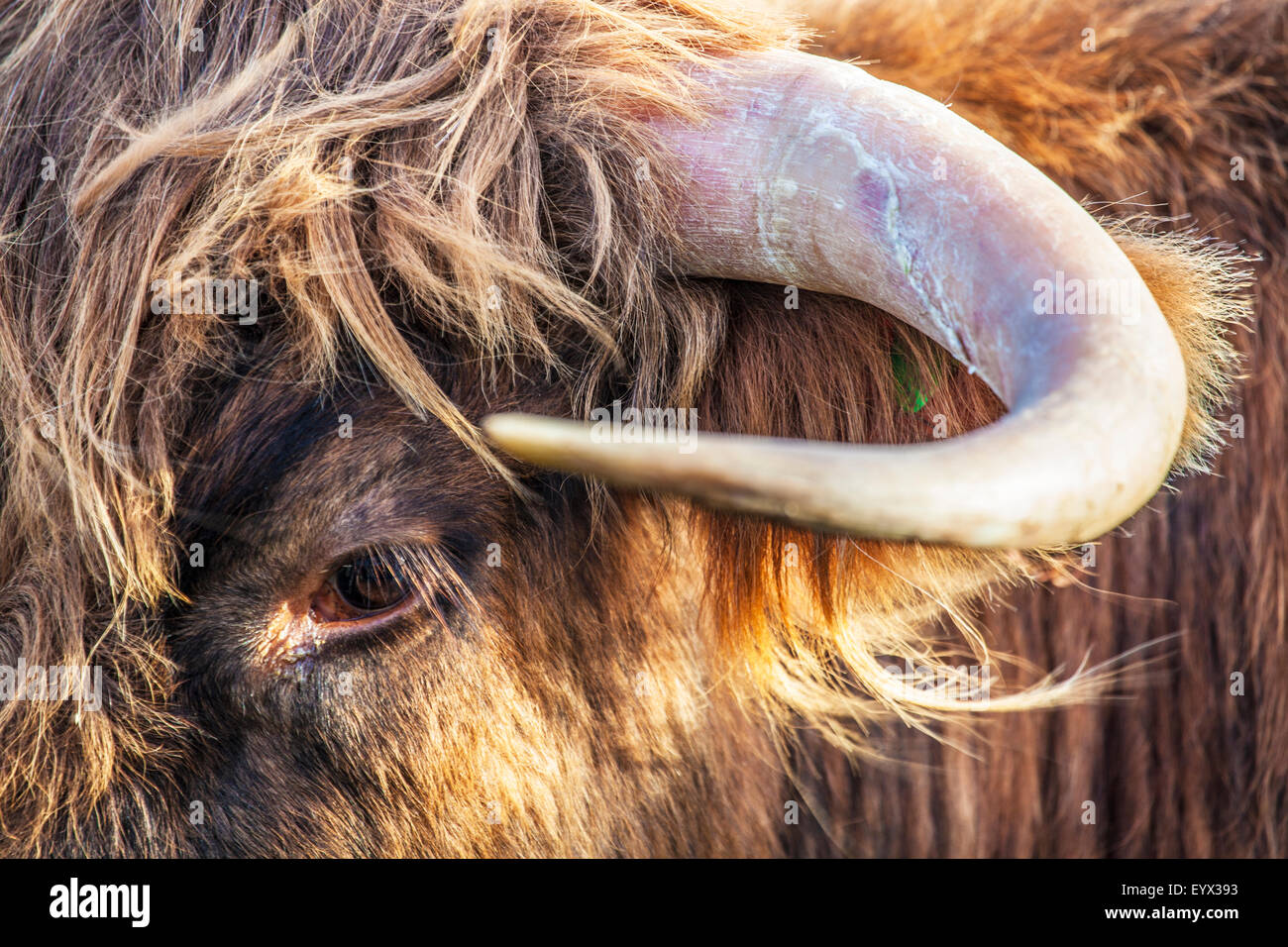 Nahaufnahme des Kopfes einer Highland Kuh, Bos Taurus. Stockfoto