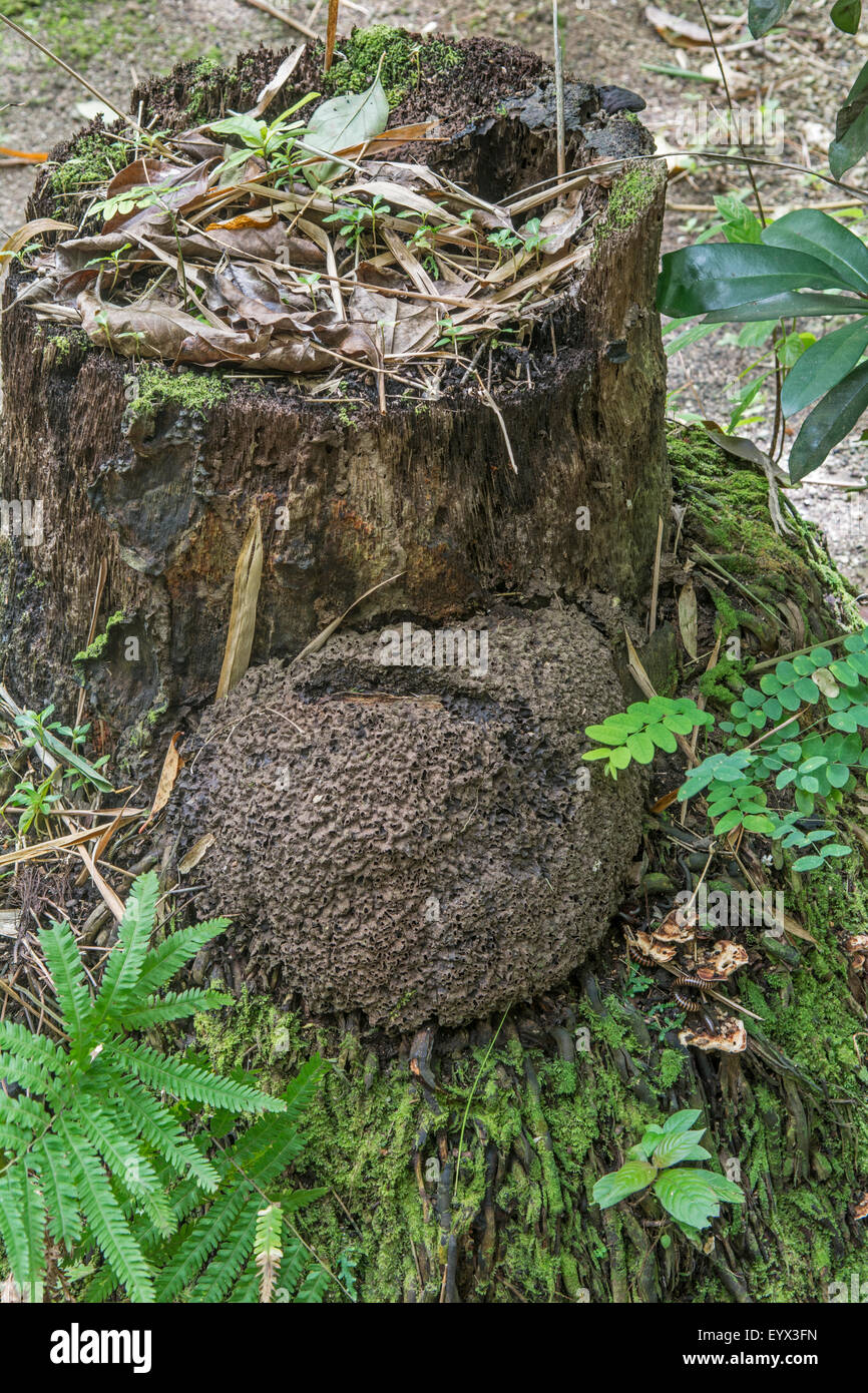 Termite Nest, Barbados. Stockfoto