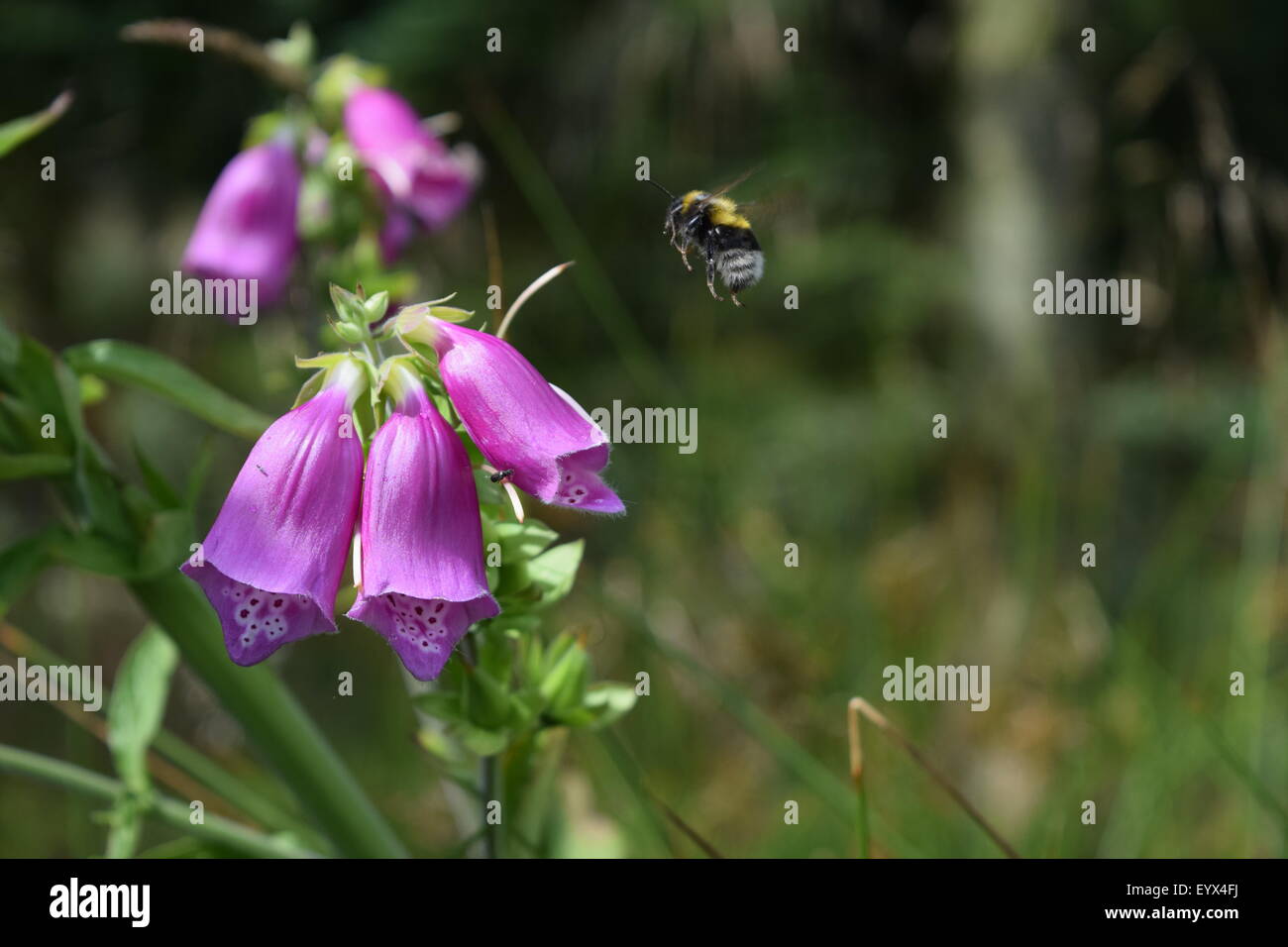 Hummel, nähert sich wild lila Blüten in skandinavischen Tannenwald. Stockfoto