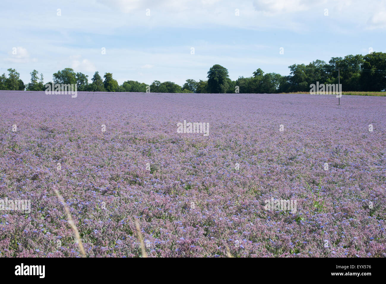 Borretsch wächst in einem Feld in Hampshire, UK Stockfoto