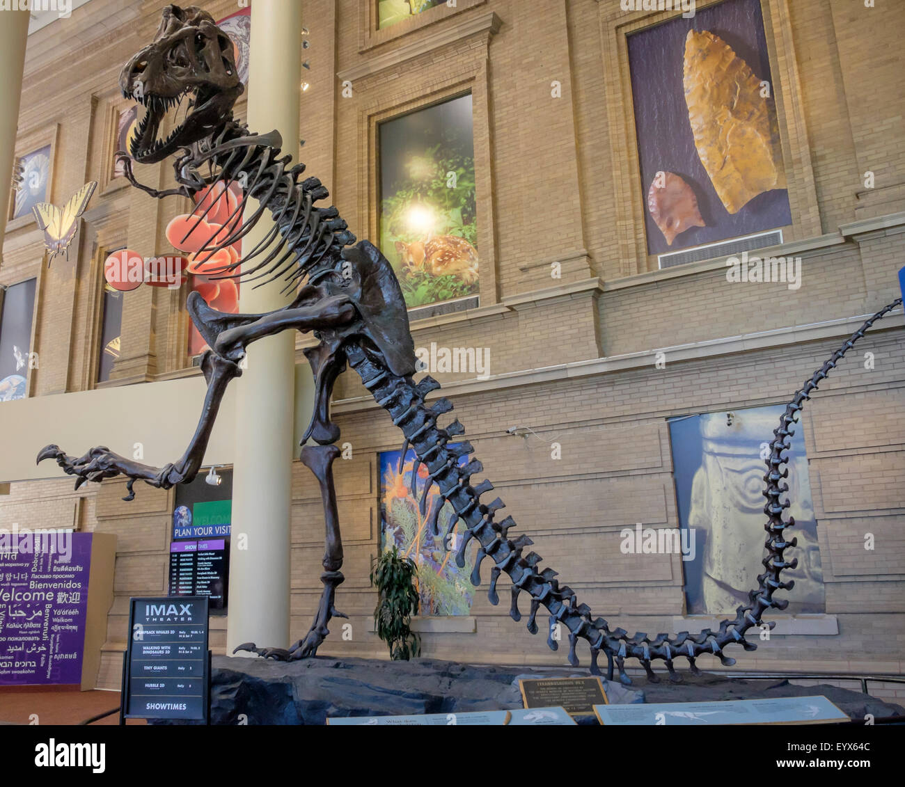 Tyrannosaurus Rex Dinosaurier-Skelett Stockfoto