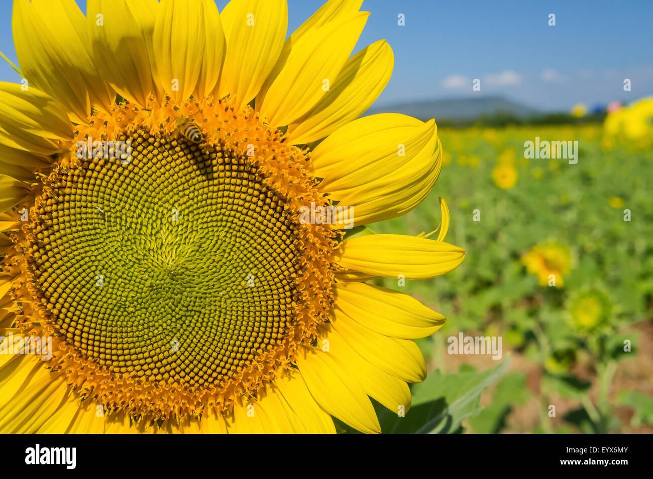 Sonnenblume mit Biene Stockfoto
