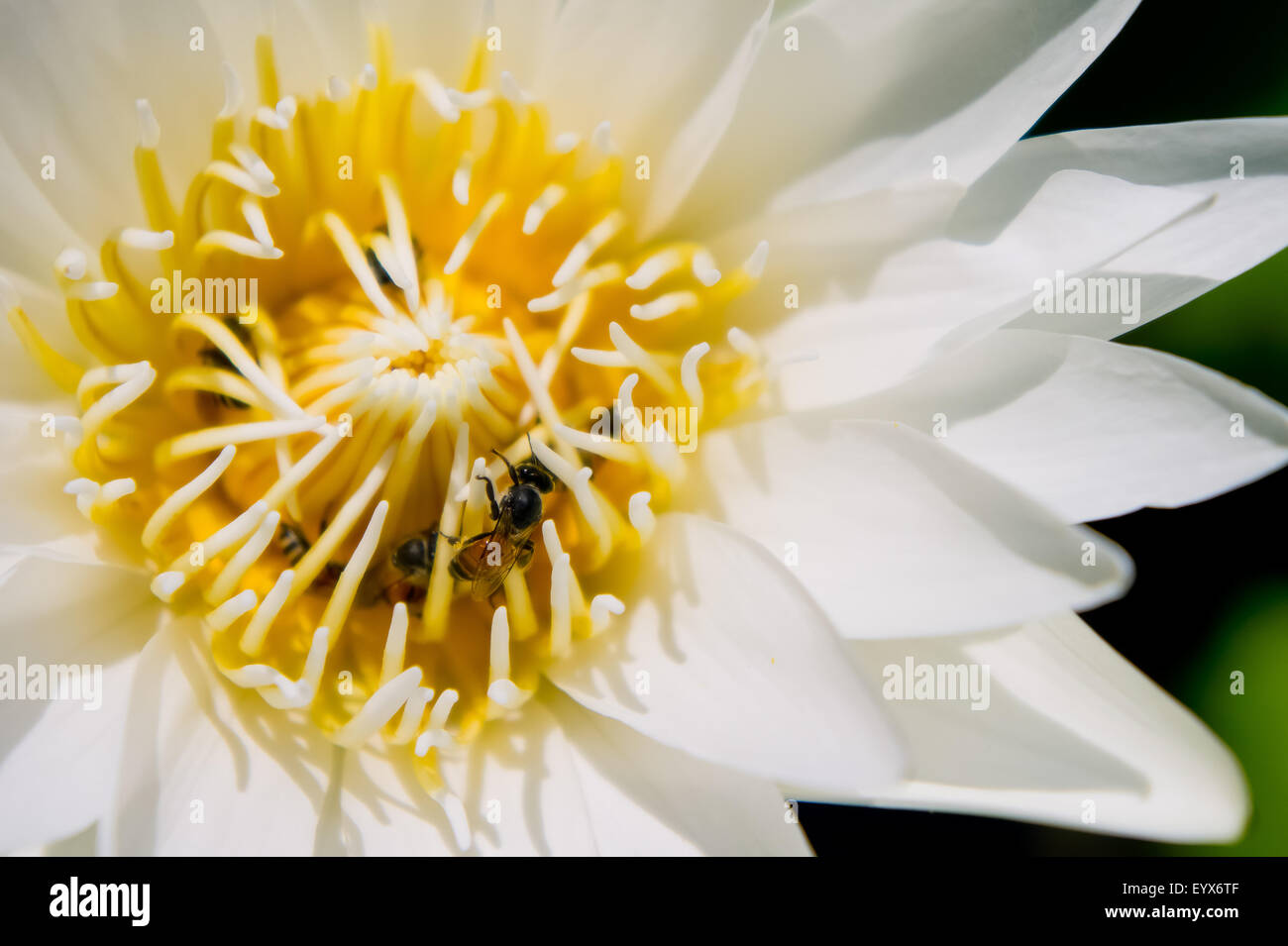 Weißer Lotus mit Biene Stockfoto