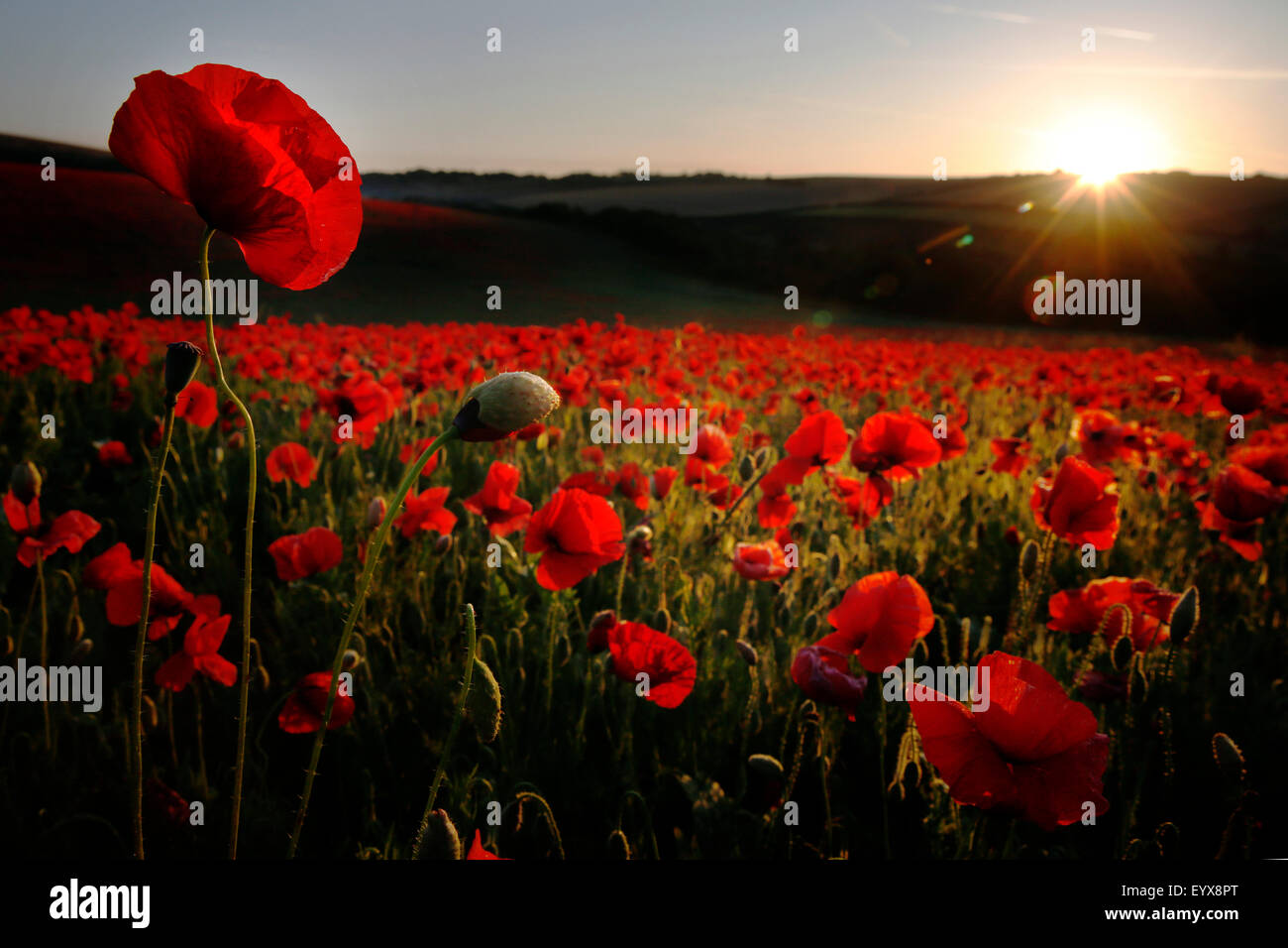 Eine Schneise der Mohnblumen Leuchten in rot, Juli 31, 2 Sonnenaufgang über den South Downs am Pycombe in der Nähe von Brighton im südlichen Engalnd UK Stockfoto