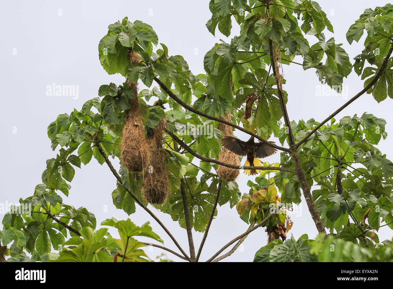 Amazon Webervogel schwebt in der Nähe von Baum, die Nester an der Sacha  Lodge-Boot auf dem Rio Napa, Amazonasbecken, Sucumbios Ecuador andocken  Stockfotografie - Alamy
