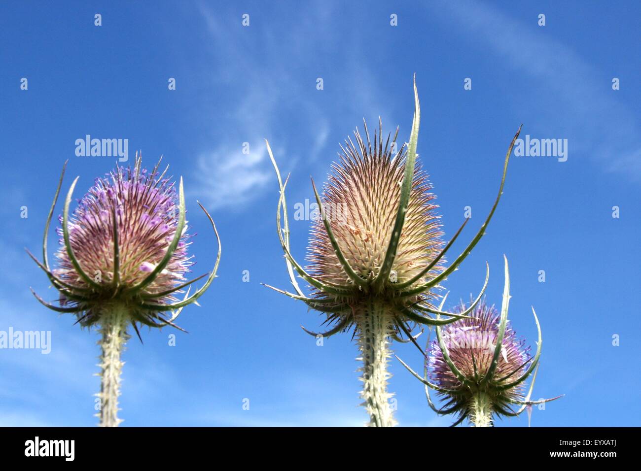 Karde Blütenköpfe vor blauem Himmel Stockfoto