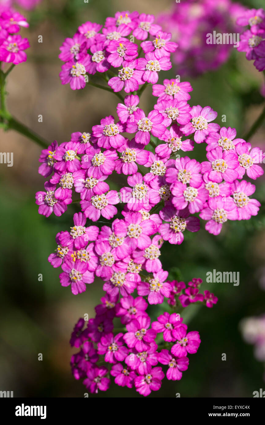 Sommerblumen von den lange blühenden Doldengewächse, Achillea Millefolium "Pretty Belinda" Stockfoto