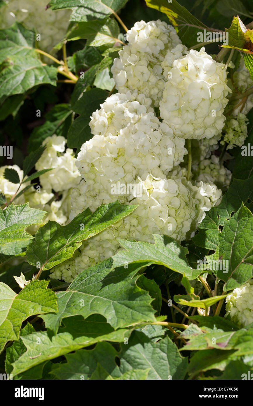 Dicht gepackten, späten Sommerblumen der Eiche Endivie Hortensie, Hydrangea Quercifolia 'Harmony' Stockfoto