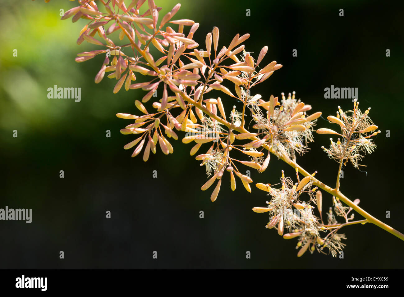 Nahaufnahme der Blumen in der luftigen Spike von der riesigen mehrjährige, Macleaya cordata Stockfoto