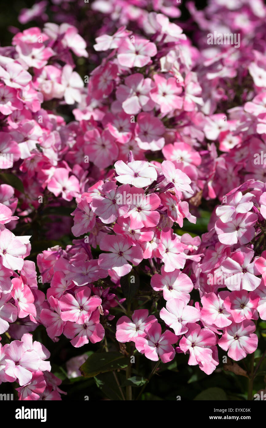 Duftende später Sommerblumen von winterharte mehrjährige Phlox Paniculata 'Rosa Auge Flame' Stockfoto