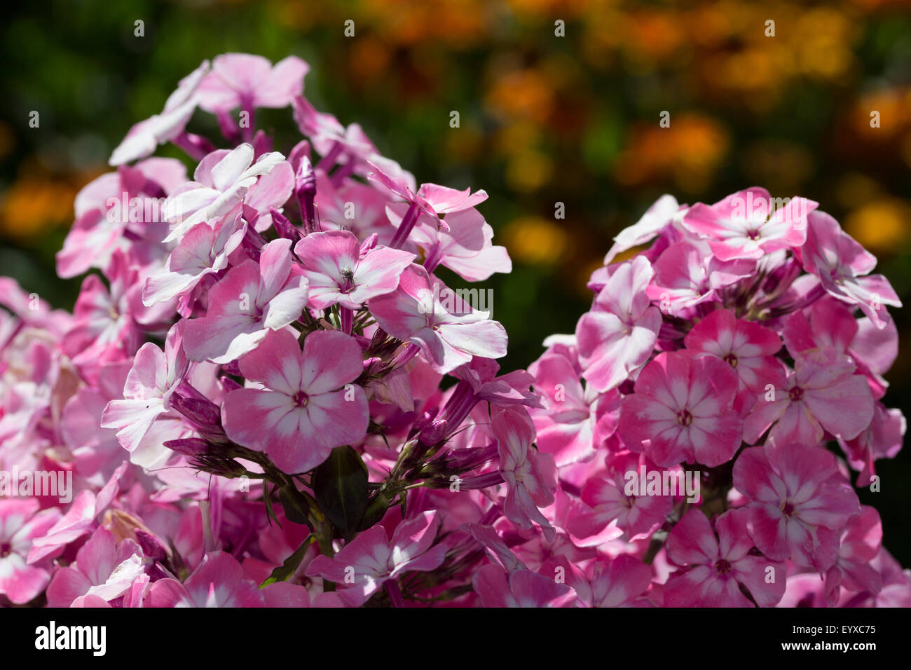 Duftende später Sommerblumen von winterharte mehrjährige Phlox Paniculata 'Rosa Auge Flame' Stockfoto